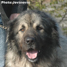 sarplaninac Gordan 2,5 years