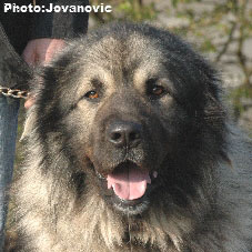 sarplaninac Gordan 2,5 years