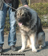 sarplaninac Gordan 2,5 years