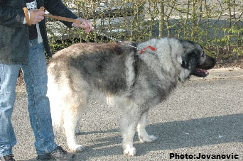 sarplaninac Gordan 2,5 years