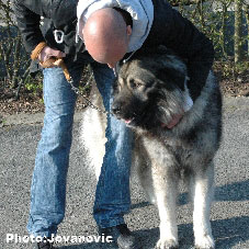 sarplaninac Gordan 2,5 years
