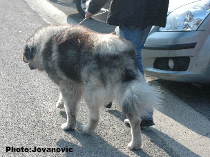 sarplaninac Gordan 2,5 years