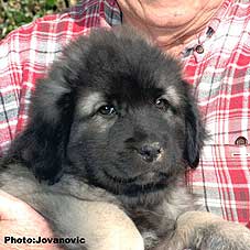 sarplaninac Gorstak 2 months