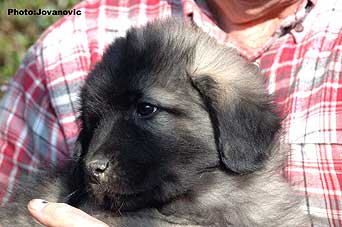 sarplaninac Gorstak 2 months