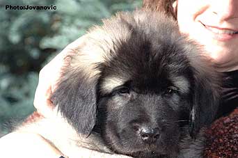 sarplaninac Gorstak 9 weeks