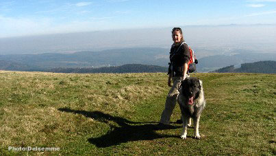 sarplaninac Gorstak 14 months