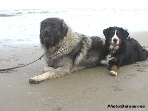 sarplaninac Gorstak 14,5 months
