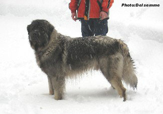 sarplaninac Gorstak 17 months