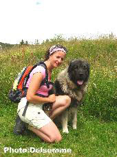 Sarplaninac Gorstak 23 months