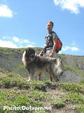 Sarplaninac Gorstak 23 months