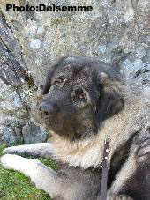 Sarplaninac Gorstak 23 months