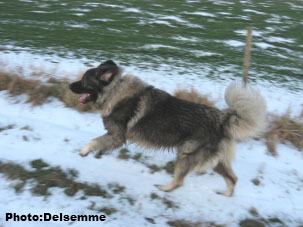 Sarplaninac Gorstak 28 months