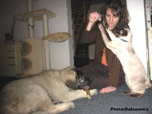 sarplaninac Gorstak 12 weeks