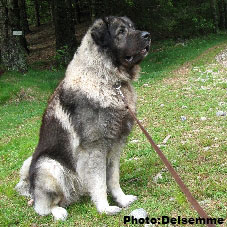 Sarplaninac Gorstak 2,5 years