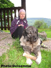 Sarplaninac Gorstak 2,5 years