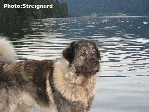 Sarplaninac Gorstak 3 years