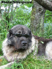 Sarplaninac Gorstak 3 years