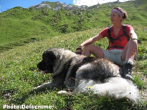 Sarplaninac Gorstak 3 years