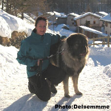 Sarplaninac Gorstak 3,5 years