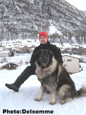 Sarplaninac Gorstak 3,5 years