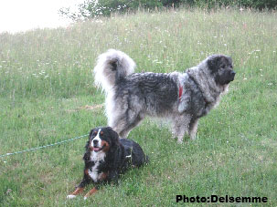 Sarplaninac Gorstak 3,5 years