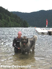 Sarplaninac Gorstak 4 years