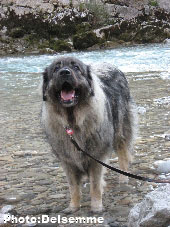 Sarplaninac Gorstak 4 years
