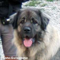 Sarplaninac Gorstak 4 years
