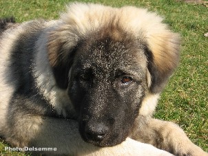 sarplaninac Gorstak 6 months