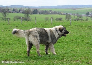 sarplaninac Gorstak 6 months