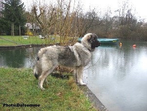 sarplaninac Gorstak 7 months
