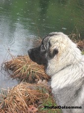 sarplaninac Gorstak 7 months