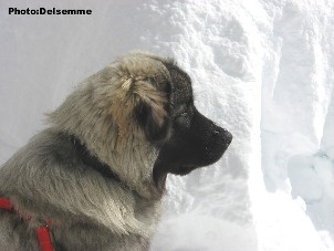 sarplaninac Gorstak 7 months