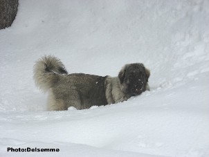 sarplaninac Gorstak 7 months