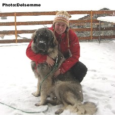 sarplaninac Gorstak 7 months