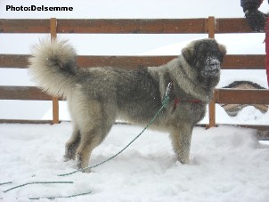sarplaninac Gorstak 7 months