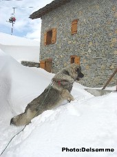 sarplaninac Gorstak 7 months