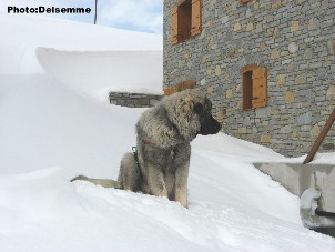 sarplaninac Gorstak 7 months