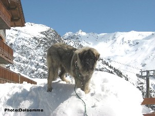 sarplaninac Gorstak 7 months