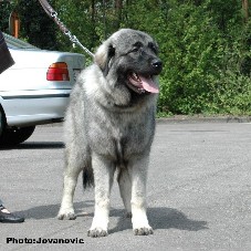 sarplaninac Gorstak 8 months