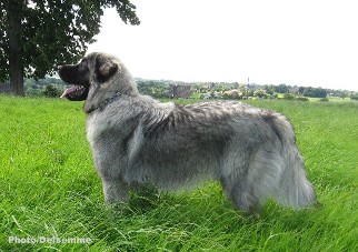 sarplaninac Gorstak 10,5 months