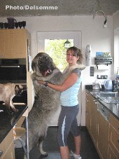 sarplaninac Gorstak 10,5 months