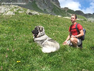 sarplaninac Gorstak 11 months