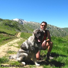 sarplaninac Gorstak 11 months