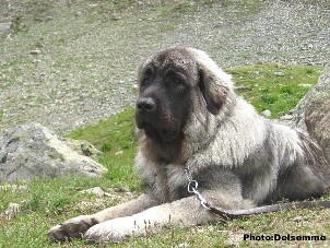 sarplaninac Gorstak 11 months