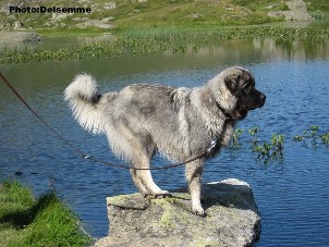 sarplaninac Gorstak 11 months