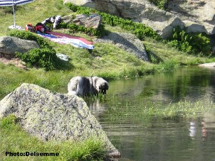 sarplaninac Gorstak 11 months