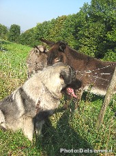 sarplaninac Gorstak 13 months