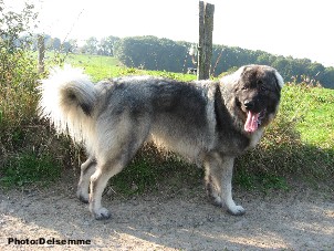 sarplaninac Gorstak 13 months