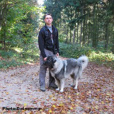 sarplaninac Gorstak 14 months